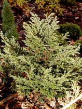Tsuga canadensis 'Albospica' 
